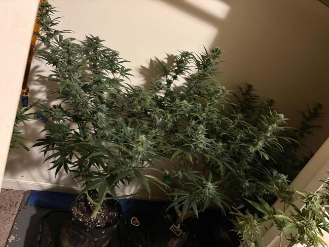 ZOAP by Barney’s farm by me. Week 11