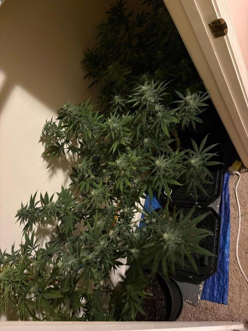 ZOAP by Barney’s farm by me. Week 11