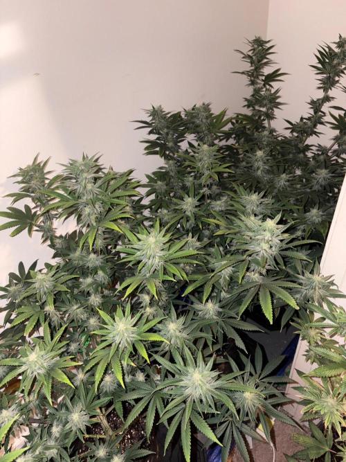 ZOAP by Barney’s farm by me. Week 12