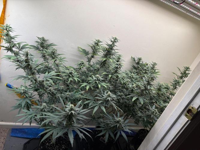 ZOAP by Barney’s farm by me. Week 12