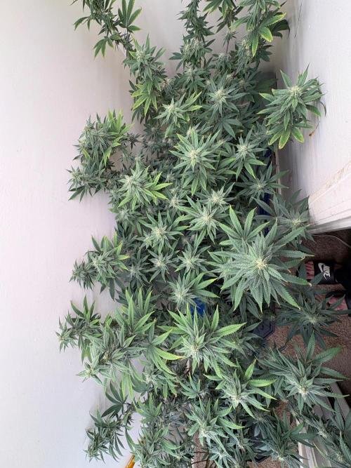 ZOAP by Barney’s farm by me. Week 12