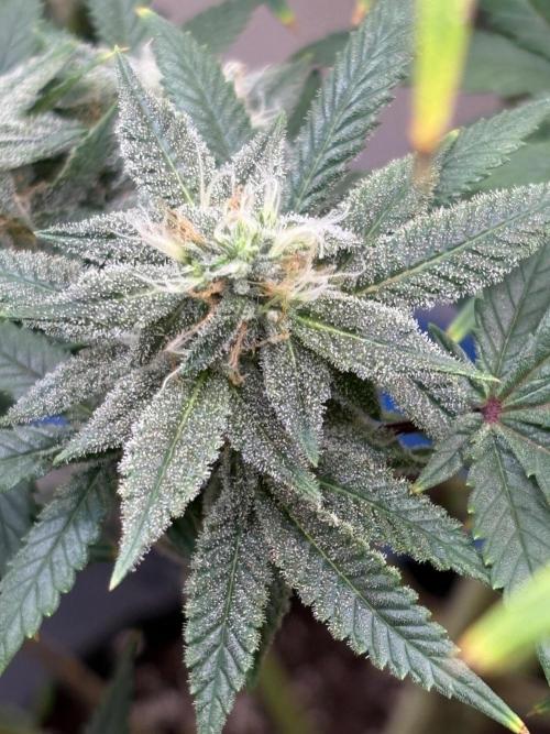 ZOAP by Barney’s farm by me. Week 12