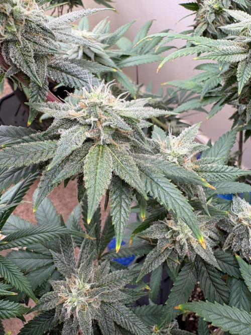 ZOAP by Barney’s farm by me. Week 12
