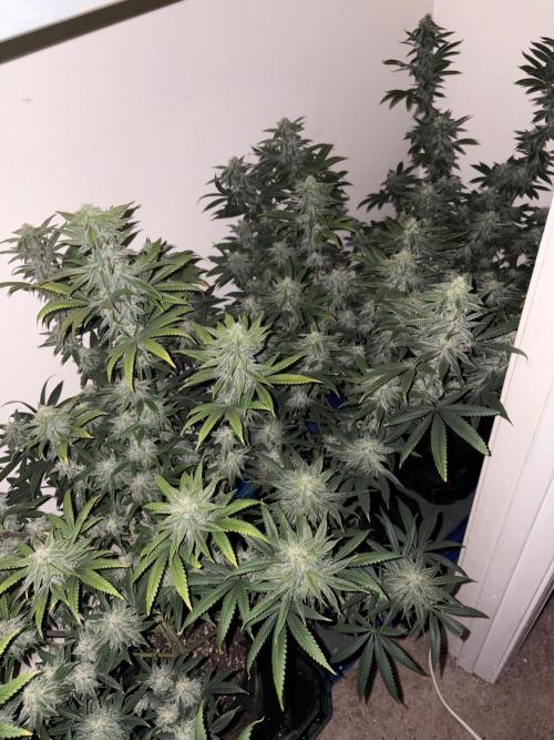 ZOAP by Barney’s farm by me. Week 13