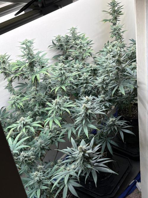 ZOAP by Barney’s farm by me. Week 13