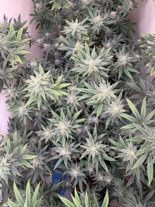 ZOAP by Barney’s farm by me. Week 13