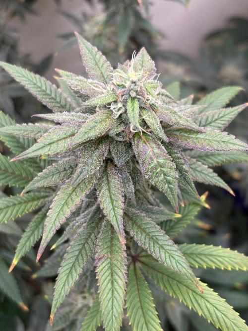 ZOAP by Barney’s farm by me. Week 13