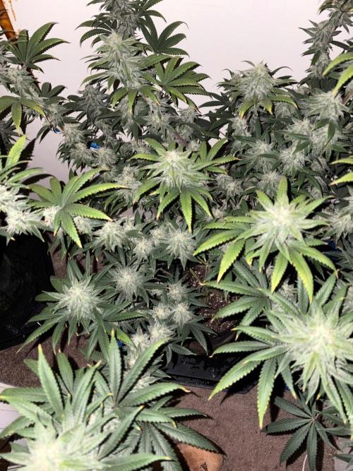 ZOAP by Barney’s farm by me. Week 13