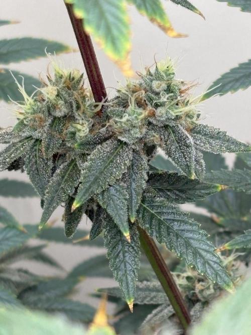 ZOAP by Barney’s farm by me. Week 14