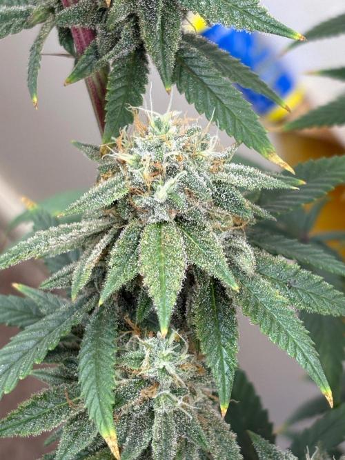 ZOAP by Barney’s farm by me. Week 14