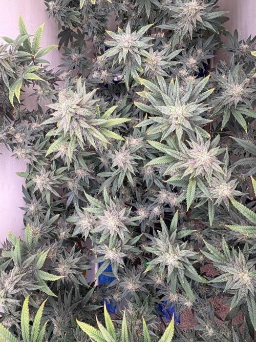 ZOAP by Barney’s farm by me. Week 14