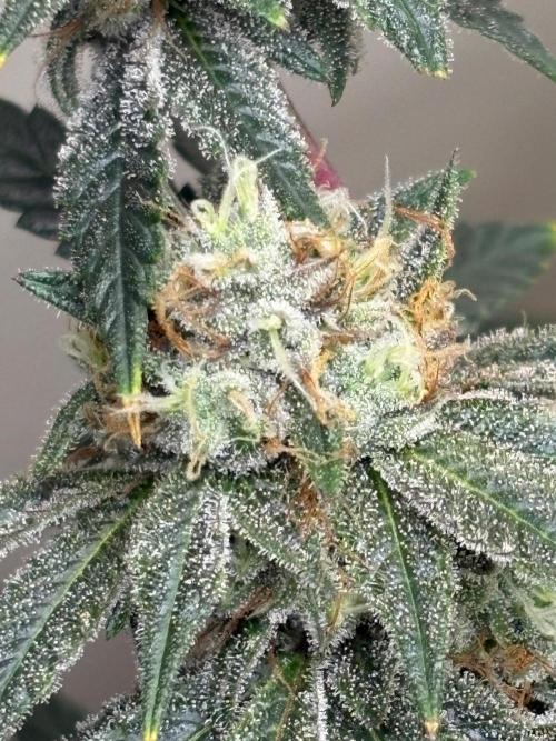 ZOAP by Barney’s farm by me. Week 14