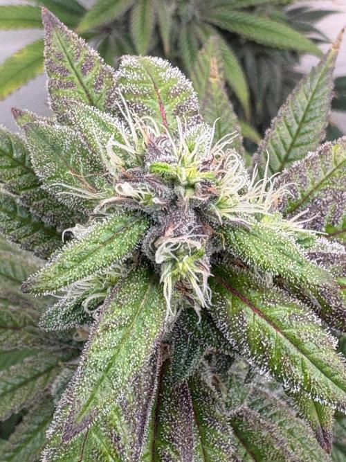 ZOAP by Barney’s farm by me. Week 14