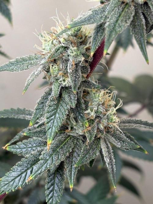 ZOAP by Barney’s farm by me. Week 14