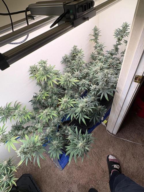ZOAP by Barney’s farm by me. Week 14