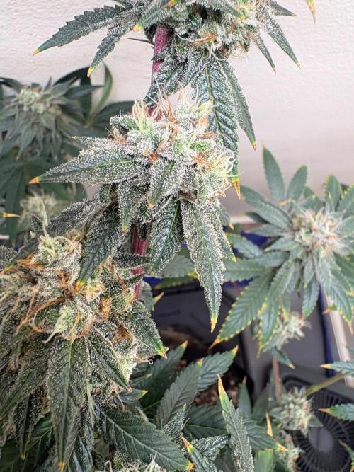 ZOAP by Barney’s farm by me. Week 15