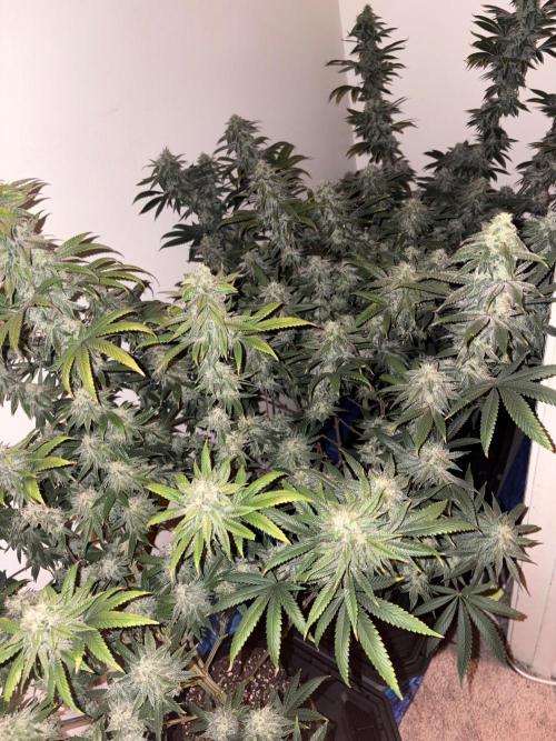 ZOAP by Barney’s farm by me. Week 15