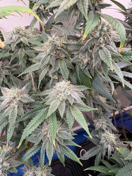 ZOAP by Barney’s farm by me. Week 15