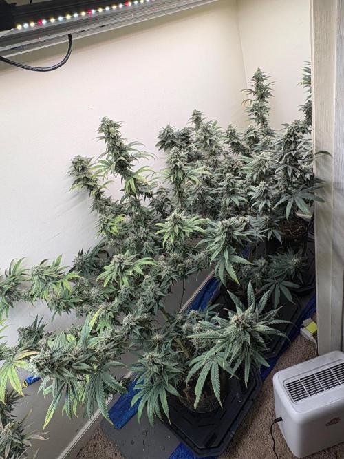 ZOAP by Barney’s farm by me. Week 15