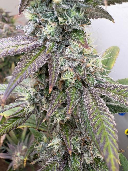 ZOAP by Barney’s farm by me. Week 15