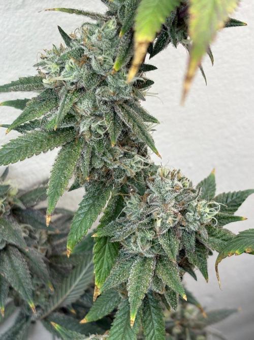 ZOAP by Barney’s farm by me. Week 16