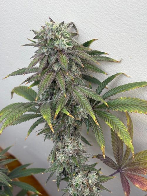 ZOAP by Barney’s farm by me. Week 16