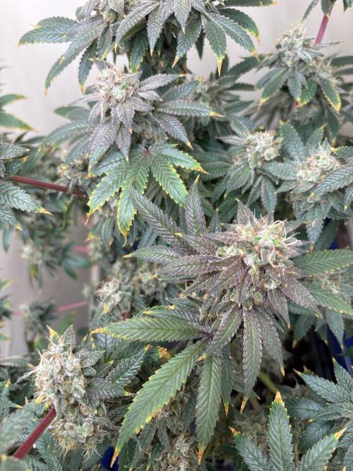 ZOAP by Barney’s farm by me. Week 16