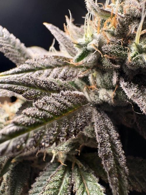 ZOAP by Barney’s farm by me. Week 16