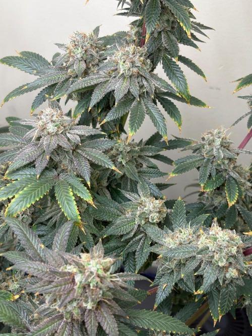 ZOAP by Barney’s farm by me. Week 16