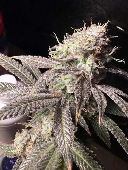 ZOAP by Barney’s farm by me. Week 16