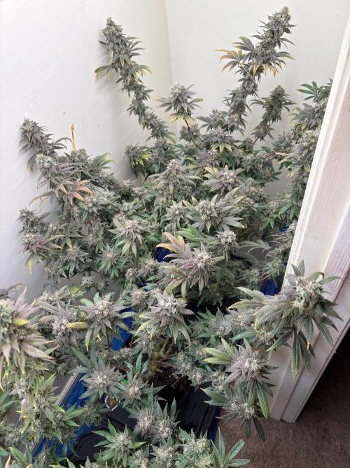 ZOAP by Barney’s farm by me. Week 17