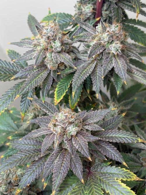ZOAP by Barney’s farm by me. Week 17