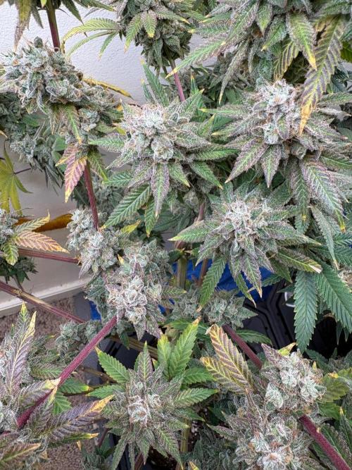 ZOAP by Barney’s farm by me. Week 17
