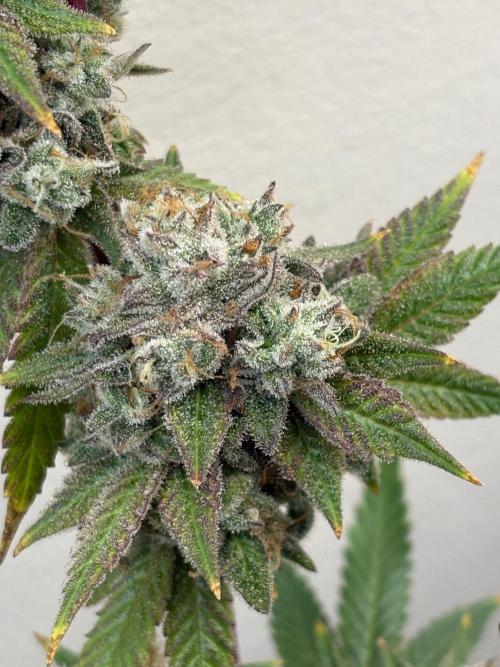 ZOAP by Barney’s farm by me. Week 17