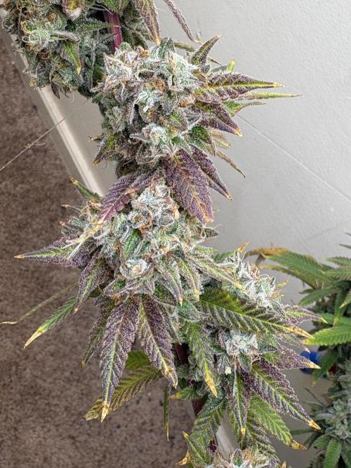 ZOAP by Barney’s farm by me. Week 17