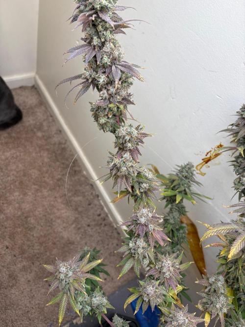 ZOAP by Barney’s farm by me. Week 17
