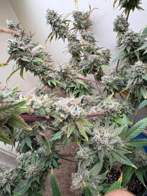 ZOAP by Barney’s farm by me. Week 17