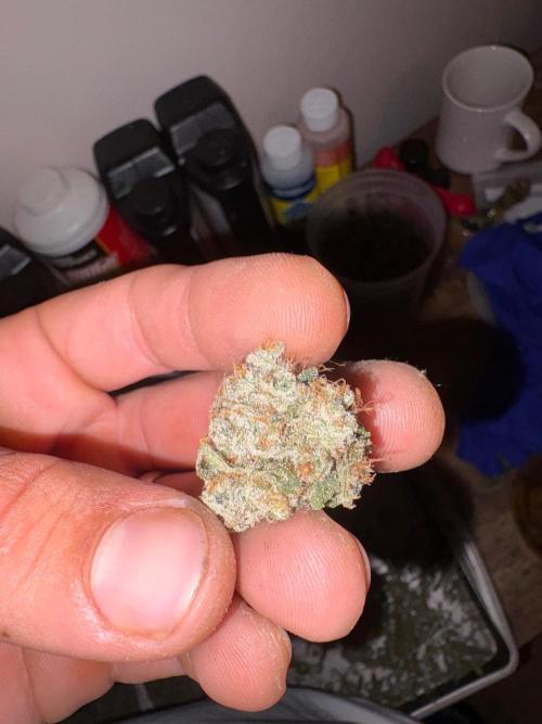 ZOAP by Barney’s farm by me. Week 18