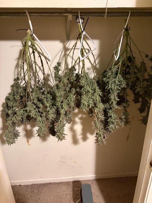 ZOAP by Barney’s farm by me. Week 18