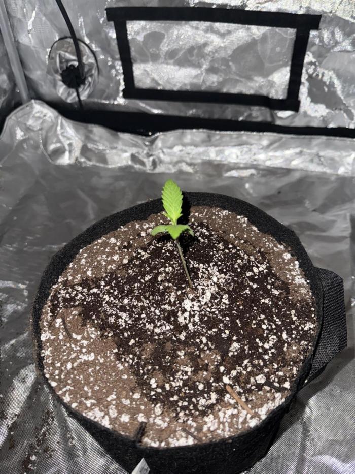 Apple strudel. Week 1 - Week 1 veg  gonna have to feed week 2 as week one nutes didn’t come yet 