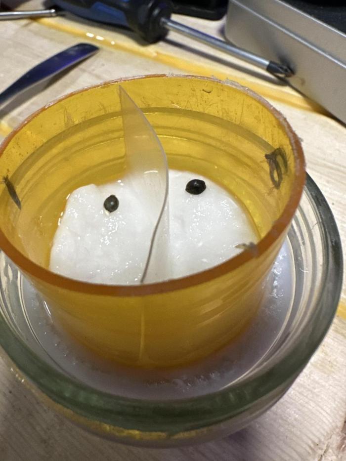 Riggs Autoflower Grow #7. Week 0 - Float germination in a slurry of myco water