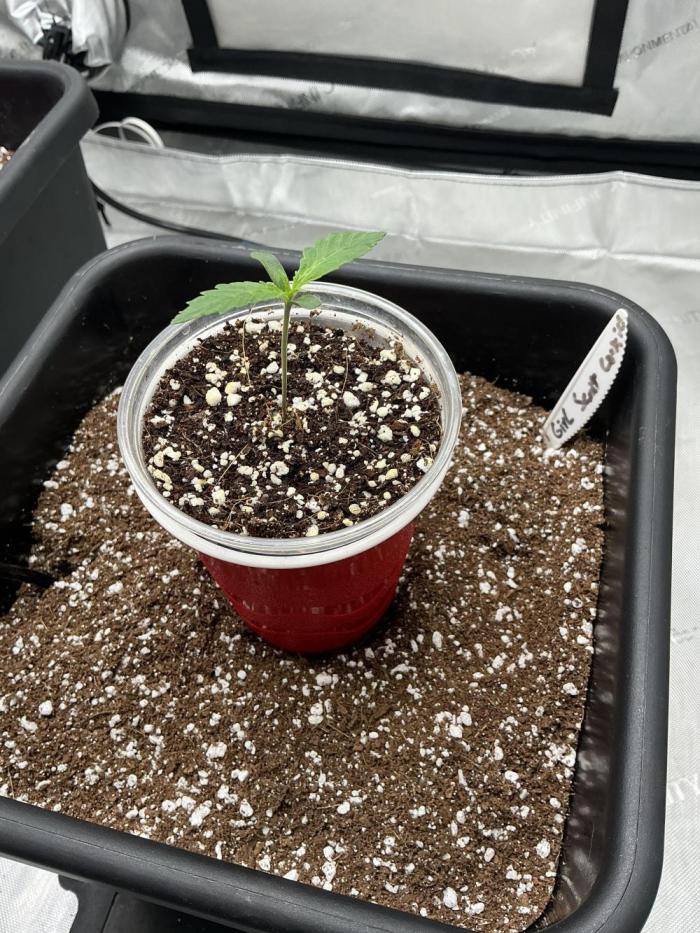 Riggs Autoflower Grow #7. Week 1