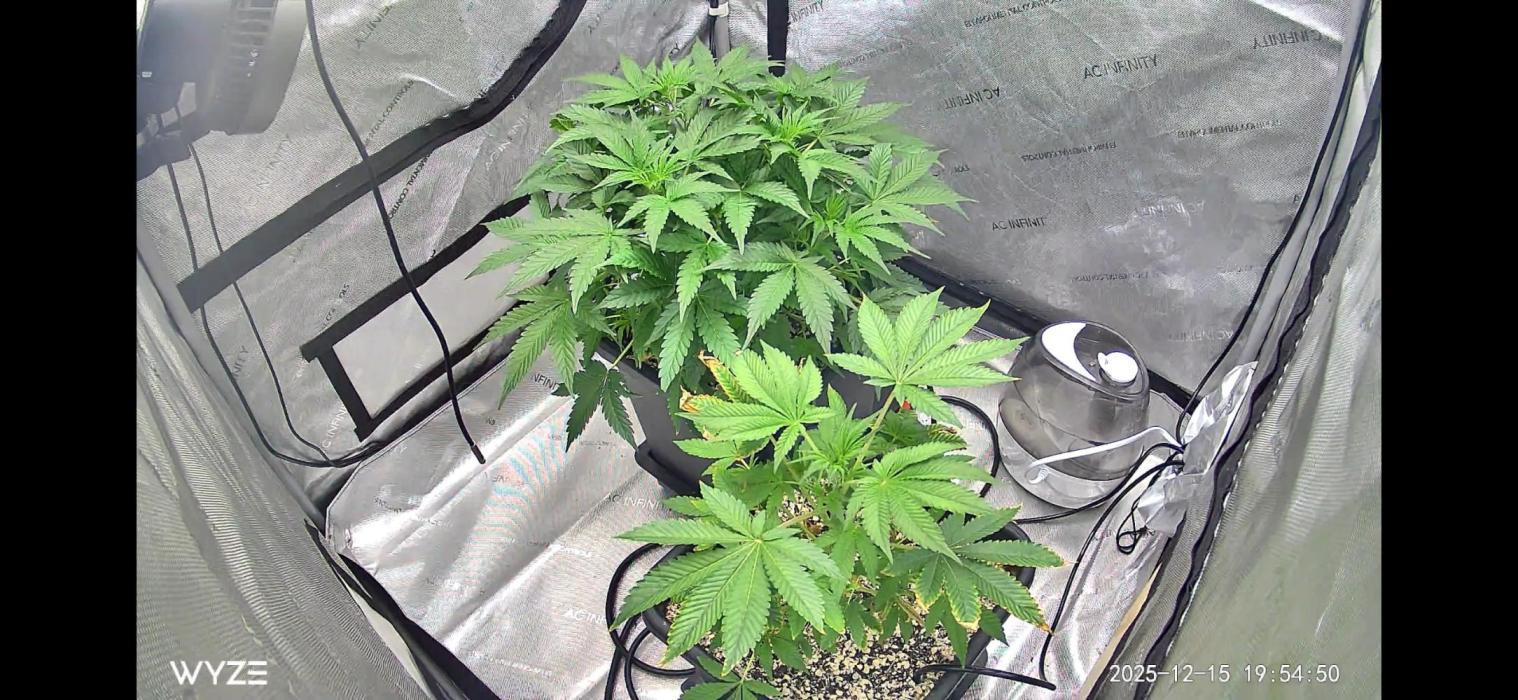 Riggs Autoflower Grow #7. Week 5