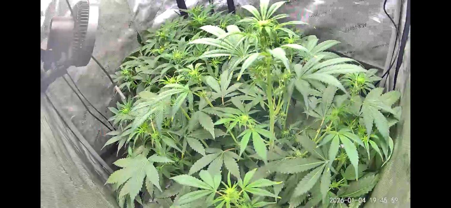 Riggs Autoflower Grow #7. Week 8