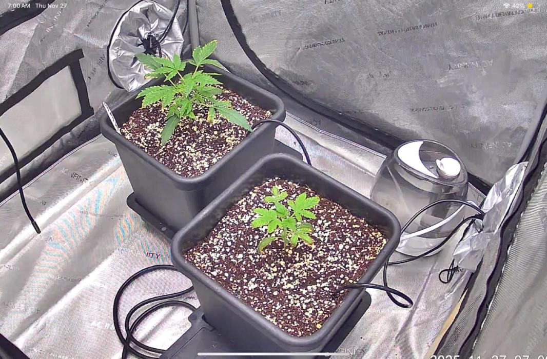 Riggs Autoflower Grow #7. Week 3