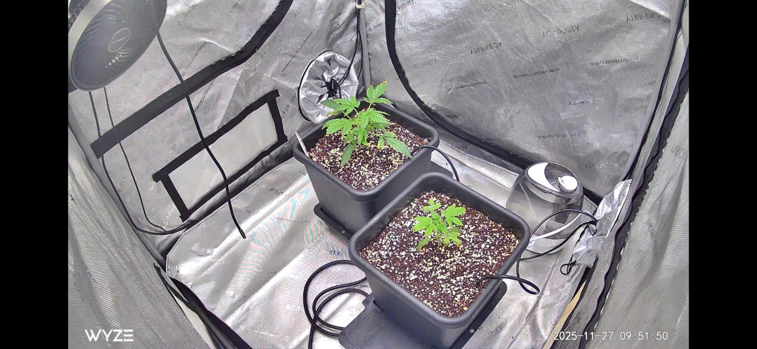 Riggs Autoflower Grow #7. Week 2