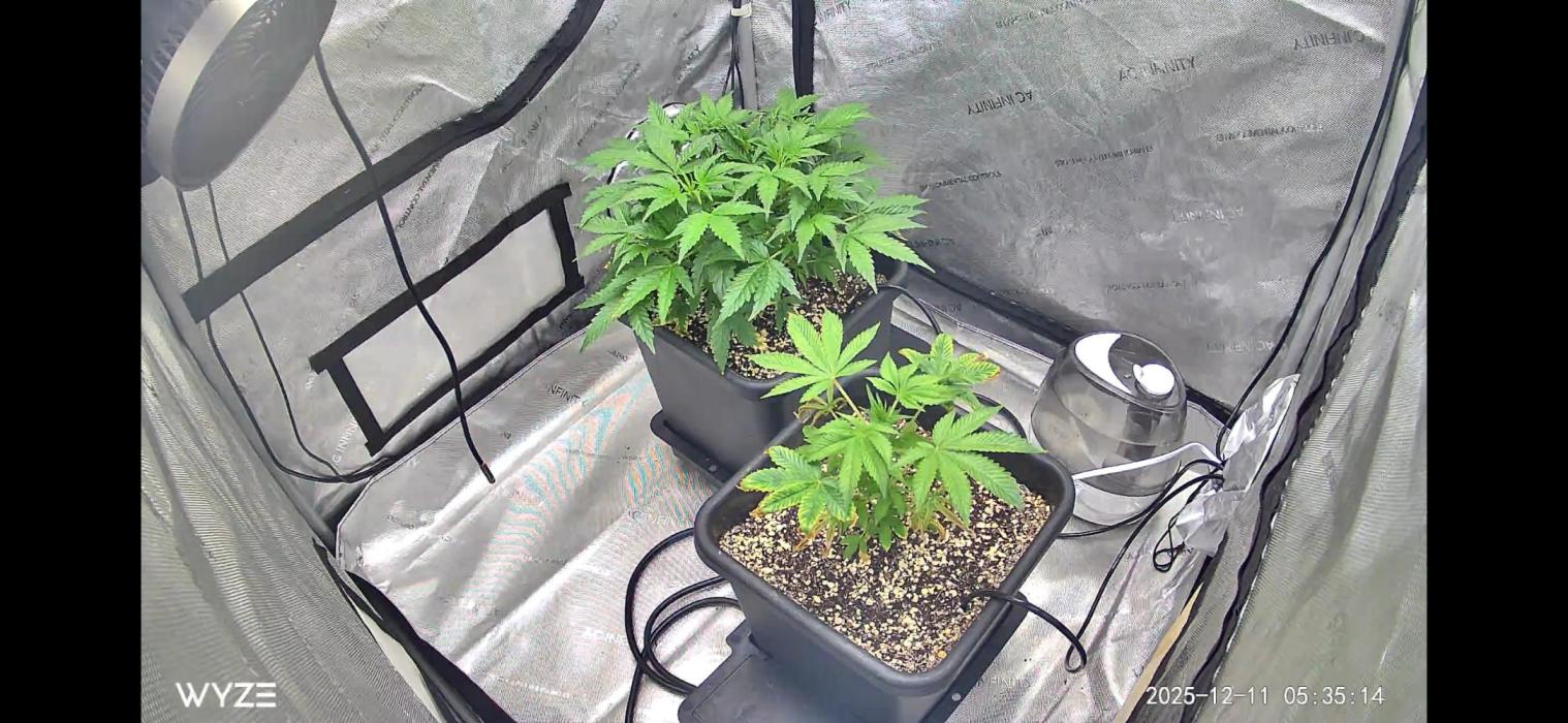 Riggs Autoflower Grow #7. Week 4