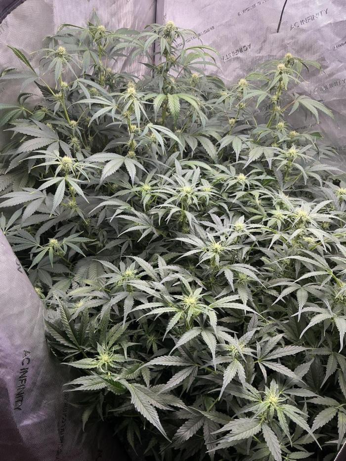 Riggs Autoflower Grow #7. Week 9 - I defoliate daily believe it or not 🤷‍♂️😩. 