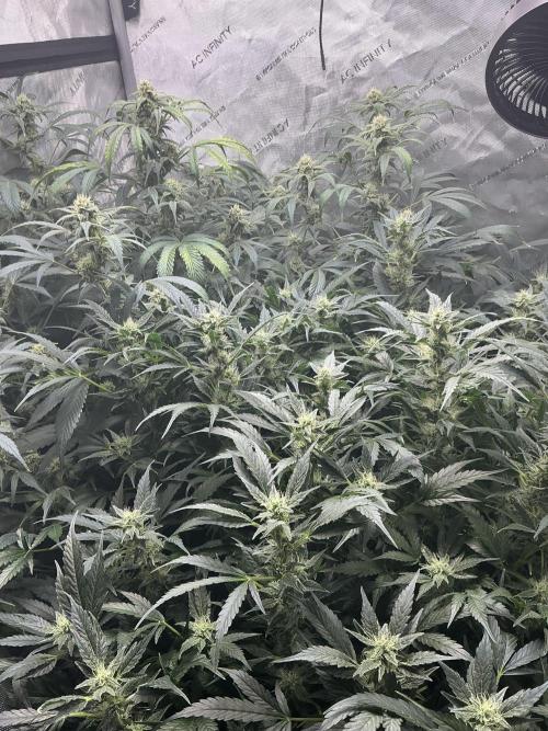 Riggs Autoflower Grow #7. Week 10