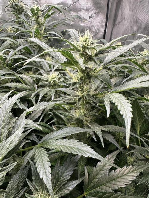 Riggs Autoflower Grow #7. Week 10 -   